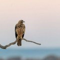 Ljubitelji prirode i naučnici na udaru veštačke inteligencije! Ulepšavao sliku ptice pa napravio potpuni haos: Slike…