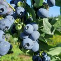 Simbol ekonomskog procvata Afrike više nije zlato, već borovnica: Zašto se industrija okreće ovom voću i koji su izazovi