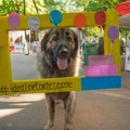 Šta se sve dešava ovog vikenda na Festivalu pasa svih rasa na Kalemegdanu