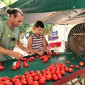 Povrtari u Kikindi zadovoljni kvalitetom paradajza