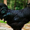 Zaboravite na obične kokoške – ove crne lepotice iz Novog Bečeja su potpuni hit!