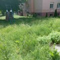 Viđene dve zmije u kragujevačkom naselju Vašarište