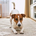 Da li se vaš pas isteže kad dođete kući: Veterinar otkrio šta želi da vam poruči, ne radi to tek tako