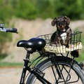 Veterinar savetuje kako da proverite da li je asfalt prevreo za vašeg ljubimca