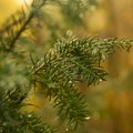 U Nemačkoj pronađena tisa stara više od 1.100 godina