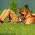 Veliki psi stare brže od malih zbog promena u DNK, pokazala studija