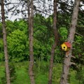 Pošumljavanje Vojvodine: O značaju šumskih pojaseva (AUDIO)