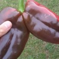 Ovo se retko viđa: Đorđe iz Šumadije pronašao nesvakidašnji plod paprika, biznakinje uprkos težini i krupnoći čvrsto…