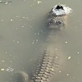 Pažnja! Ovaj aligator nije zaleđen u jezeru: Šok snimak obišao svet, evo o čemu se radi