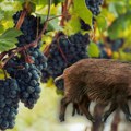 Ове јесени грожђа неће бити Род уништен виноградари се хватају за главу; Штета дугорочна и тешко надокнадива