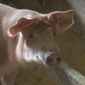 Ministarstvo: Srbija odgovorno sprovodi mere protiv svinjske kuge, spremna za saradnju