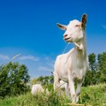 Koza pobegla vlasniku, jurila ženu, pa lutala selom. Službenici koristili štitove za razbijanje demonstracija da bi spasili…