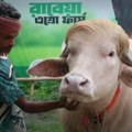 "Donald Tramp" glavna zvezda u Bangladešu: Albino bivo ima plavu grivu i frizuru poput američkog predsednika, sada svi žure da…