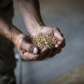 Ukrajina počela izvoz žita preko Hrvatske