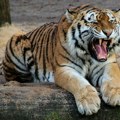 Kambodža želi da poveća broj tigrova
