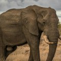 WWF: Populacija divljih vrsta opala za 69 odsto u proteklih 50 godina