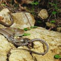 Otkrivena nova vrsta zmija: Njeno ponašanje se razlikuje od drugih