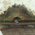 Voda za piće bezbedna na samo jednoj javnoj česmi u Kragujevcu