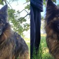 Lesi traži svoju porodicu i dom – Ne kupuj, udomi za ljubav