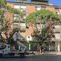 JKP „MEDIANA“ – SAOPŠTENJE POVODOM NAVODA O SEČI STABALA U OBRENOVIĆEVOJ