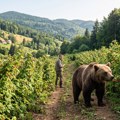 Zoran krenuo u obilazak malinjaka, prizor koji je zatekao morao je da fotografiše: "Nikad ih nije bilo u ovom području" (foto)…