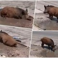 Mrčajevci ovo ne pamte! Divlja svinja ušetala pa nasred ulice uradila nesvakidašnje kao da je domaća! Neuobičajeni prizor…
