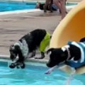 Kad je vruće, ide se na bazen Napuštene pse iz azila odveli na kupanje (video)