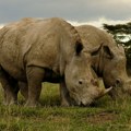 "Na svetu je ostalo samo dve ženke": Prva vantelesna oplodnja nosoroga bi mogla da spase vrstu od izumiranja