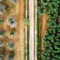 Apokalipsa biljaka: Zašto se suši drveće u Evropi