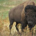 Rodio se mali beli bizon: Indijanska plemena ushićena zbog drevnog proročanstva (VIDEO)
