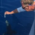 Neverovatan Snimak iz komšiluka: Morski pas jede ribaru iz ruke, ovo morate videti (video)