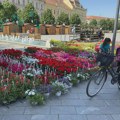 Od danas izložba cveća krasi grad! – Počela 11. “Cvetna pijaca” – Raskošna ponuda izmamila Zrenjanince na trg! 11…