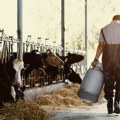 Otkupna cena mleka niža od proizvodne! Farmeri u ozbiljnom problemu, a evo da li su i koliko na gubitku