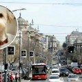 Ceo Beograd traži psa po imenu Lumi: Uključite se i pomozite da se vrati kući, nagrada je 500 evra