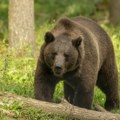 Stručnjaci edukuju ljude kako da spreče iznenadnu posetu medveda