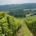 Srpsko vino postaje konkurentnije: Novi zakon štiti domaću proizvodnju, javna rasprava do 6. juna