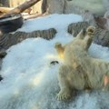 (Video) Polarni medvedi nisu mogli da sakriju oduševljenje! U praški zoološki vrt stigla ledena terapija!