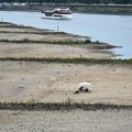 Nemačke vlasti: Vodostaj reke Rajne kod Kelna dostigao istorijski minimum