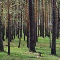 Sateliti čuvaju šume Srbije - domaća platforma detektuje požar za manje od deset minuta