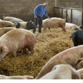 Do danas potvrđeno 1.363 slučaja afričke kuge svinja u Srbiji