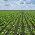 Министарство: Контролисана примена средстава за заштиту биља на бази хлорпирифоса искључиво за шећернеу репу
