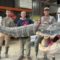Ulovljen najduži aligator u istoriji Misisipija