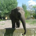 Tužna vest iz Beo zoo vrta: Uginula slonica Tvigi