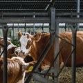 Udruženja stočara: Nećemo dozvoliti uništenje mlečnih krava, tražimo bolje uslove ili protest