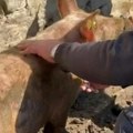 Uznemirujuće, domaćin iz sela kod Leskovca drvenom motkom tuče svinje?! Nesrećna životinja skviči od bolova