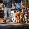 "200 Динара за 15 минута, а 500 за пола сата": Објава шетача паса изазвала буру на друштвеним мрежама