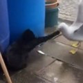 Mačak i galeb se okomili na sardinu, ali je samo jedan najgladniji lopov: Možete li da pogodite ko?