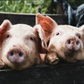 Pomor svinja u Mačvi i Podrinju: Nova žarišta afričke kuge i u Bogatiću
