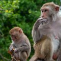 Turisti ih hrane čipsom, a oni se leče ovako: Neobično ponašanje gibraltarskih makakija oduševilo naučnike