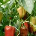 (Video) Svi su oduševljeni nemačkom metodom sadnje paprika! Ostavlja više prostora u bašti, a prinos bude i duplo veći - ovo…